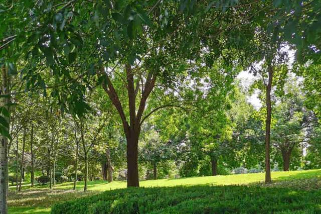 淄博市淄川区园林绿化和公园管理服务中心 为文明城市创建助力添彩